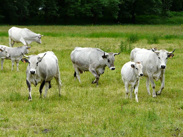 Vaches de la race gasconne à Antignac, Haute-Garonne,  crédits : http://commons.wikimedia.org/wiki/File:Gasconnes_Antignac_%283%29.JPG
