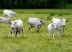 Vaches de la race gasconne à Antignac, Haute-Garonne,  crédits : http://commons.wikimedia.org/wiki/File:Gasconnes_Antignac_%283%29.JPG