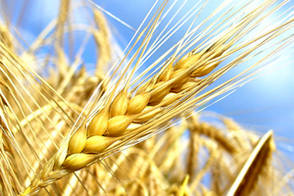 Avenir de l'Agriculture, de l'Alimentation et de la Forêt